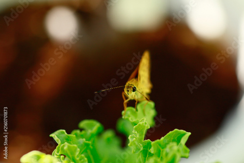 Butterflies are beautiful, small creatures.