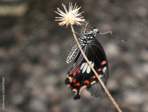 Close-up of a Common Mormon butterfly, Papilio polytes, resting on a dry grass stem with its distinctive black, white, and red patterned wings.