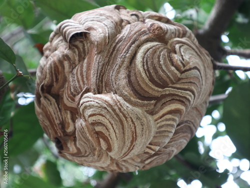 Close-up of a Vespa affinis wasp nest with distinctive layered paper texture hanging among green foliage in a tropical natural environment.