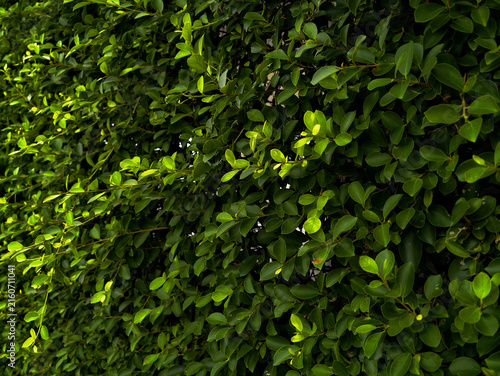 Background banyan leaf, Tree decorate in the garden.  wall texture, tree, beauty, weeping fig, background, green leaf, light, green, full frame, park, green fresh, grass, green plants, leafy, backdrop