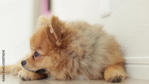 家のリビングで休憩する可愛いポメラニアンの子犬の姿