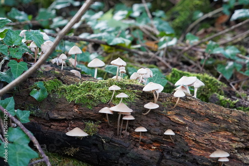 Mycena galericulata, Common Bonnet, mushrooms growing on mossy log in Swiss forest.