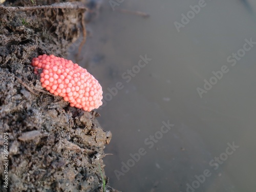 Canvas Print Close-up of bright pink golden apple snail eggs laid on a muddy bank near murky water in a rice field