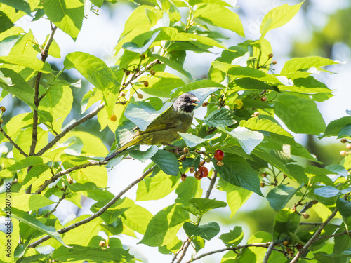 Obraz na płótnie Small songbird perched among green leaves and red berries