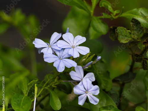 Konstfotografi Pale Blue Plumbago Flowers Blooming in Green Garden Foliage