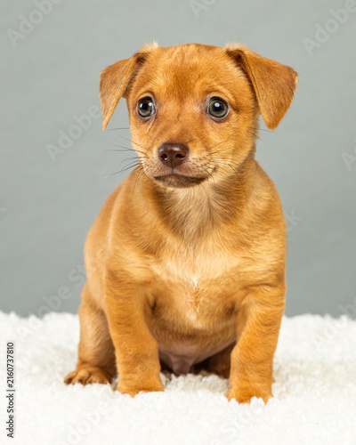 Konstfotografi Golden Mixed Breed Puppy Sitting with Big Green Eyes