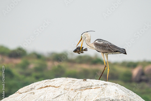 Foto Grey heron (Ardea cinerea) eating a fish over a rock in lake