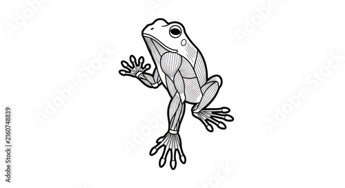Obraz na plátně A black and white drawing of a frog.