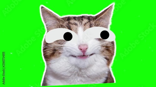 Cat portrait featuring humorous googly eyes cutouts appears against a bright green chroma key backdrop, making a funny pet character illustration suitable for humorous memes and videos.