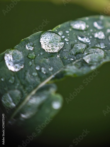 The macro shot captures many water droplets on a blade of grass, glistening with morning dew and surrounded by a soft, blurred background.