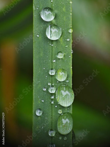 The macro shot captures many water droplets on a blade of grass, glistening with morning dew and surrounded by a soft, blurred background.
