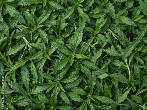 Fresh Dense Vervain Leaves (Verbena officinalis) Background Texture