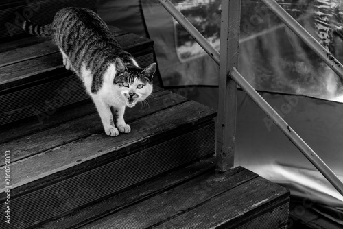 Konstfotografi Black and white photo of a stray tabby cat meowing on outdoor wooden stairs