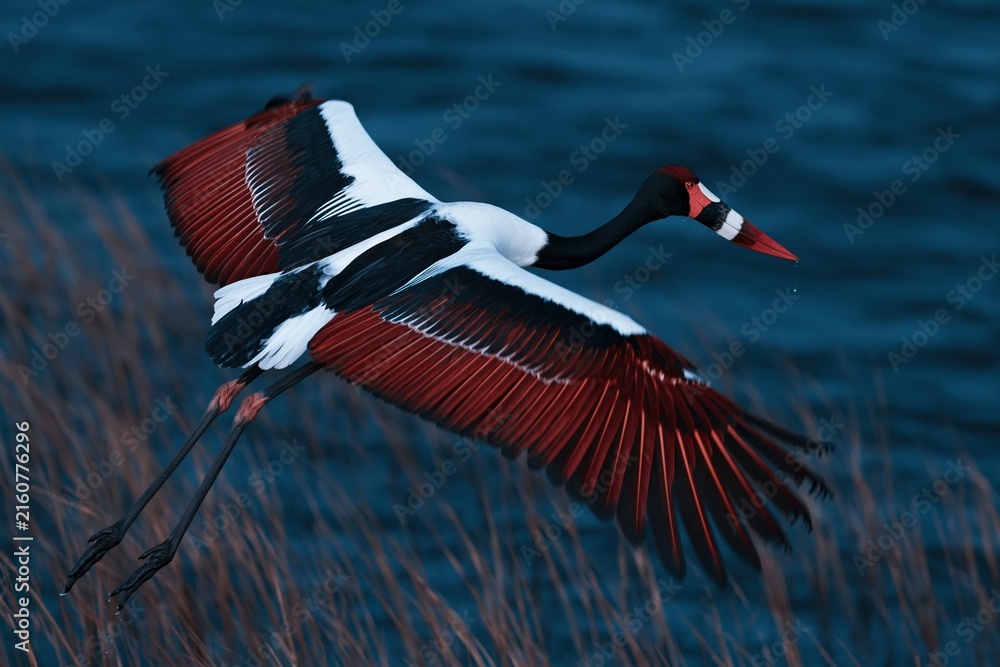 Obraz premium Saddle-billed stork in flight over a wetland with wings spread revealing textured coral feathers and a banded bill for wildlife and nature themes