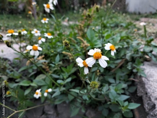wild plants in the form of small flowers that grow thickly in open areas