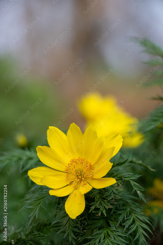 Obraz premium Vibrant yellow Adonis flower blooming in spring with green feathery leaves and soft blurred background