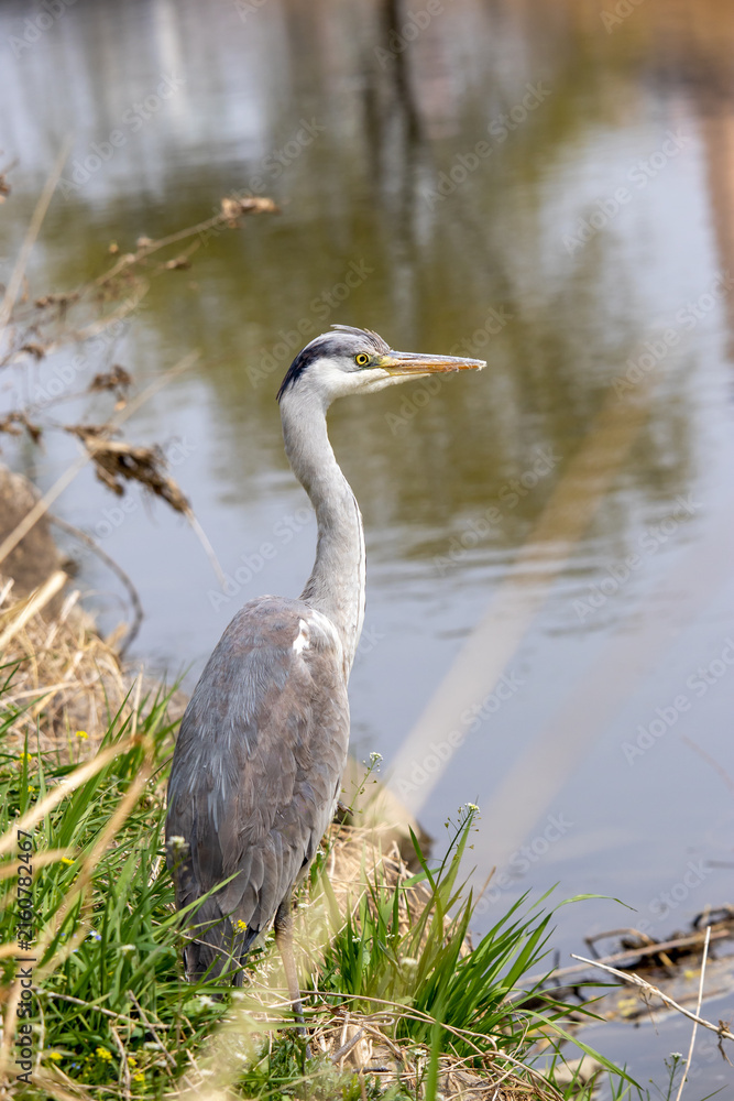 Obraz premium Grey heron standing alert on the grassy river bank near water