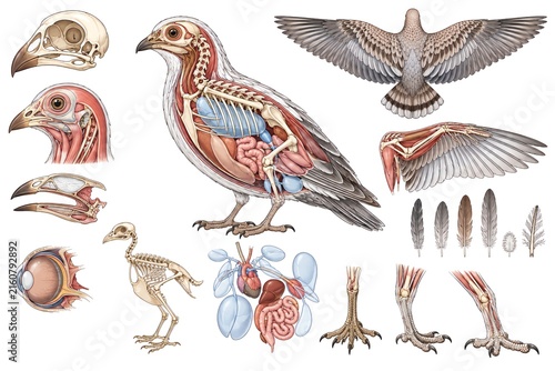 Detailed anatomy of a bird, showing internal organs, skeletal system, and musculature.