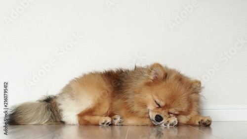 家のリビングで熟睡している可愛いポメラニアンの子犬の姿