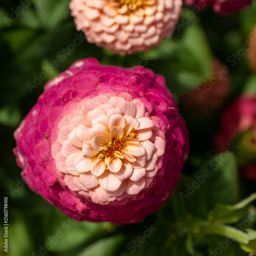Konstfotografi Striking bicolor zinnia flower with soft blush pink center and deep magenta petals in summer sunlight