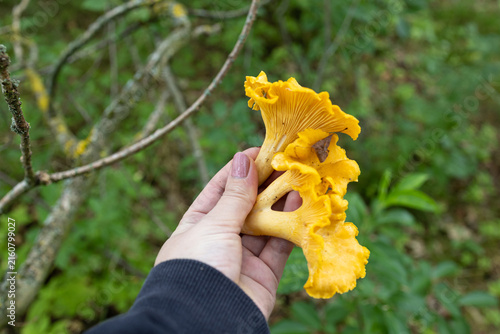 Foto Hand Holding Fresh Golden Chanterelles During a Forest Foraging Walk