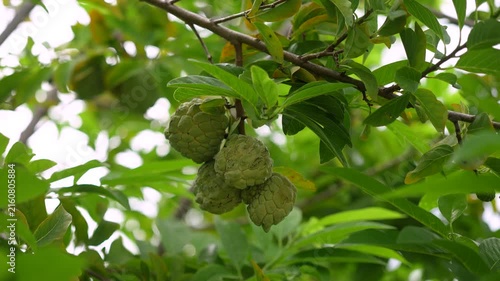 Green sugar apple (custard apple) fruit growing on a tree branch surrounded by lush green leaves. Growth asian tropical fruits in nature environment, close-up with selective focus.