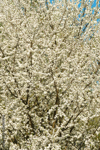 White spring flowers on a blooming tree branch with small blossoms and vibrant blue sky. Nature background for seasonal design.