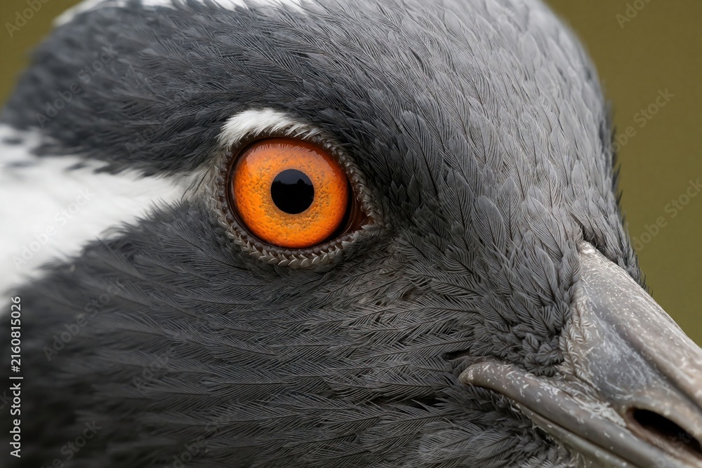 Naklejka premium Close up macro eye of Demoiselle Crane bird. Gray black feathers detail head profile with orange iris. Wild avian wildlife portrait focused on face.