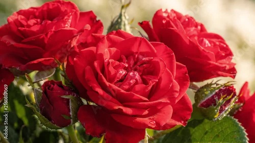 Vibrant red roses blooming together with lush green leaves, showcasing natural beauty, romance, elegance, and floral abundance in a close-up view
