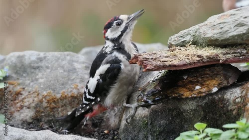 Buntspecht trinkt (Dendrocopos major)