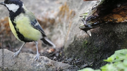 Kohlmeise trinkt (Parus major)