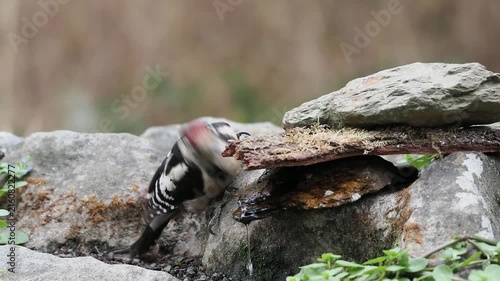 Buntspecht trinkt (Dendrocopos major)