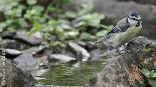 Blaumeise badet (Cyanistes caeruleus)