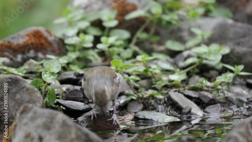 Buchfink Weibchen trinkt (Fringilla coelebs),