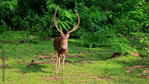 Spotted Deer Stag with Large Antlers in Forest