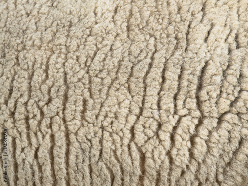 Fotografía Japan - August 17, 2026: Closeup of wool or fleece of a live sheep