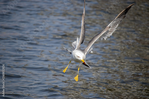 Konstfotografi Seagull landing in flight with wings spread and webbed feet over textured water