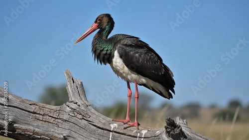 Black Stork Standing on Tree Branch Against Blue Sky Wildlife Video 4k