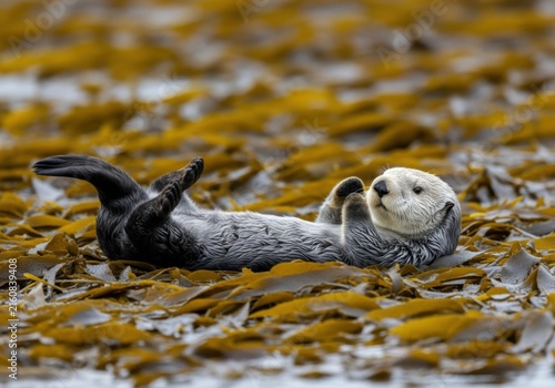 Playful Sea Otter Floating Gracefully Amidst Kelp Forests