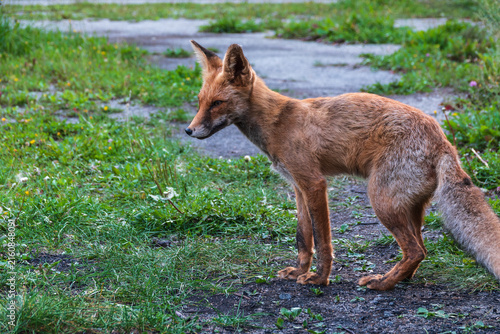 Cuadro en lienzo The red fox Vulpes vulpes walks along a path in the forest.