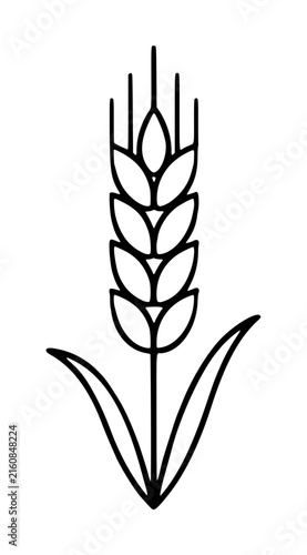 Minimalist hand-drawn vector illustration of a wheat stalk with detailed spikelets, slender stem, and elongated leaves, rendered in elegant black outline on transparent background for botanical and
