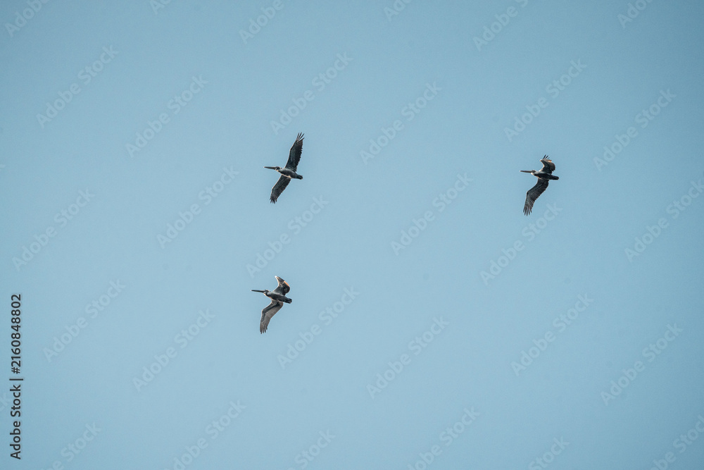 Obraz premium Three small birds flying in loose formation against a clear pale blue sky, minimal negative space composition