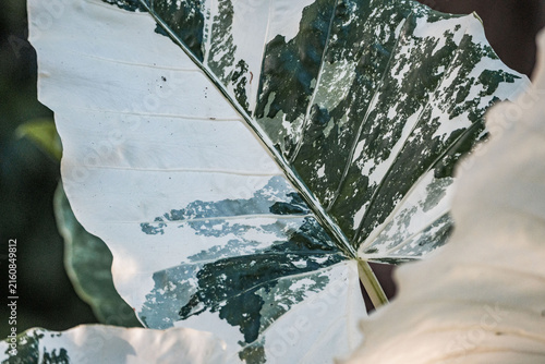 Foto Close-up of a variegated tropical leaf with green and white marbled pattern, tex