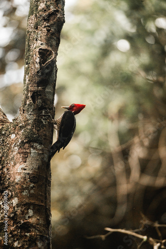 Foto Woodpecker with red crest clinging to a vertical tree trunk in a shaded forest w