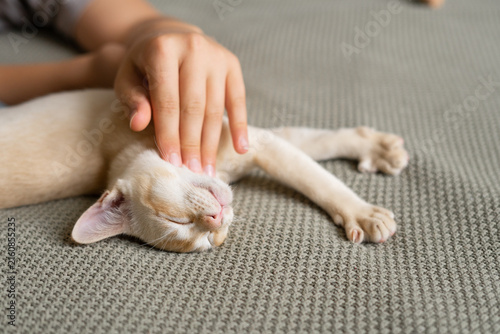 Konstfotografi European Burmese kitten receiving a belly rub from a human hand