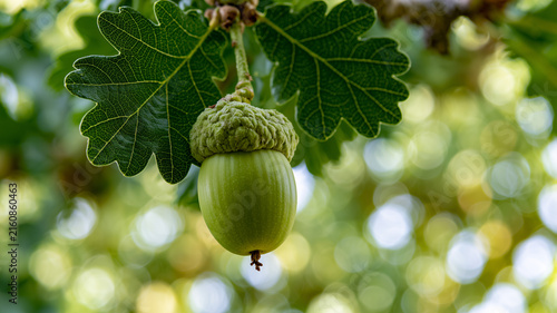 A detailed photograph featuring a single green acorn hanging vertically from a branch in the center of the frame. Ai generat