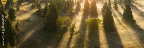 Fotografía Morning sun rays shining through misty forest in the mountains of Northern Bohemia, Czech Republic