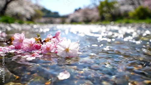 Pink cherry blossoms floating on a clear flowing stream, surrounded by spring trees and sparkling water, creating a peaceful natural landscape