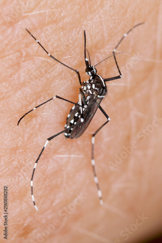 Obraz na plátně Asian tiger mosquito (Aedes albopictus) biting skin and feeding on human blood