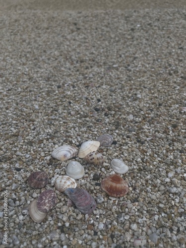 Fotografía 砂浜に転がる貝殻
